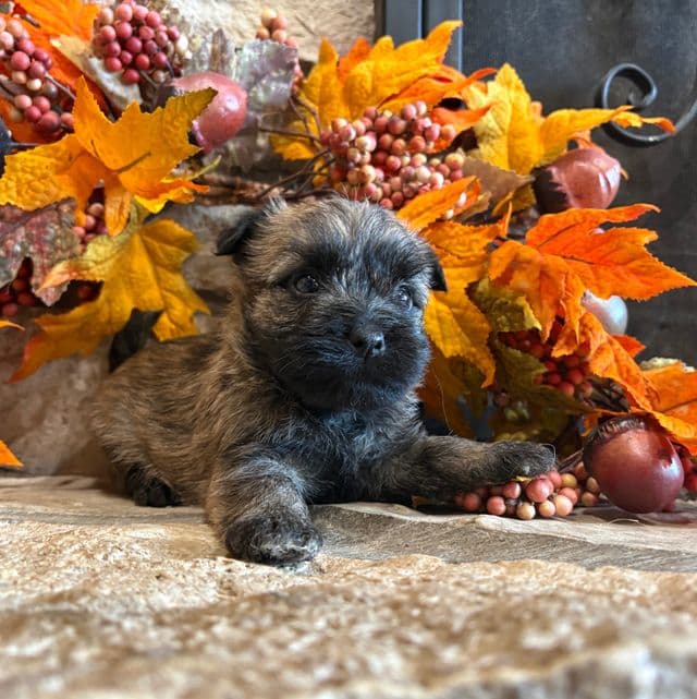 Carlton. - Cairn Terrier Male