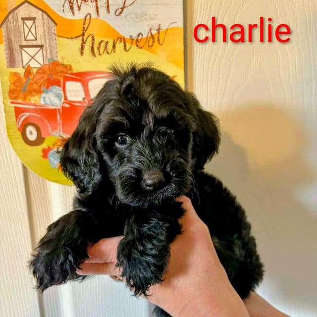 Charlie-mini - Portidoodle Male