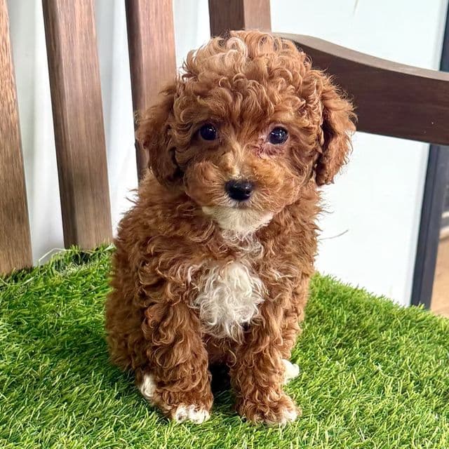 Taki - Toy Poodle Male