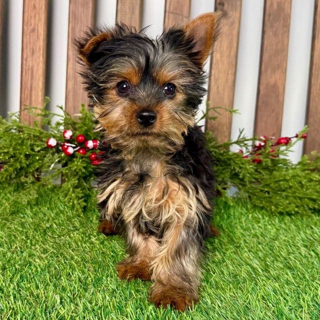 Rhett - Yorkshire Terrier Male