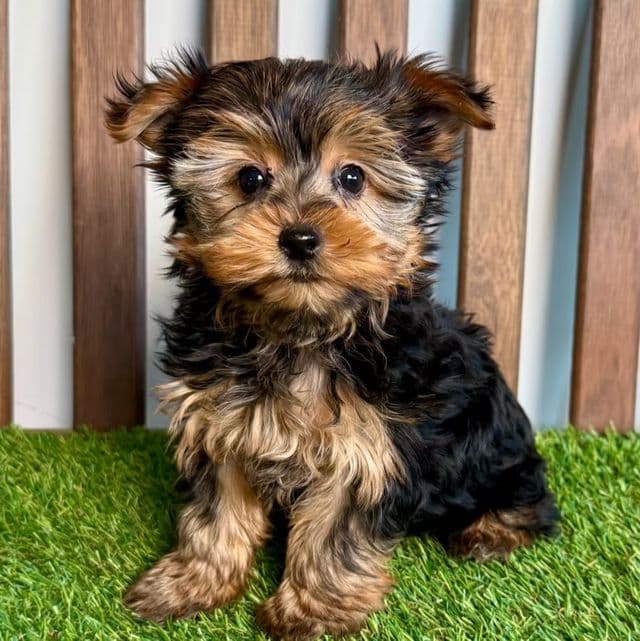 Rya - Yorkshire Terrier Female