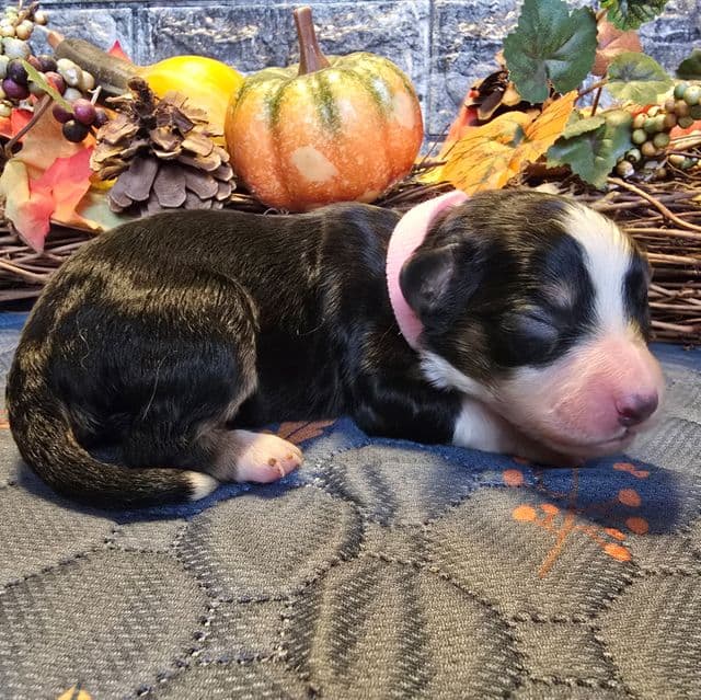 Stella - Aussalier Female