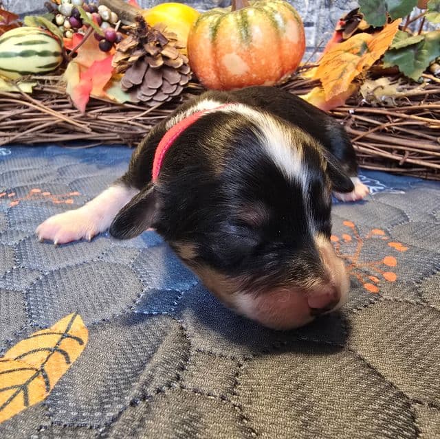 Prince - Aussalier Male