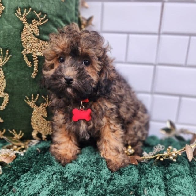 Sebastian - Toy Poodle Male