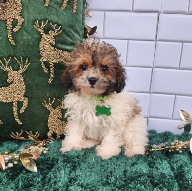 Cody - Toy Poodle Male