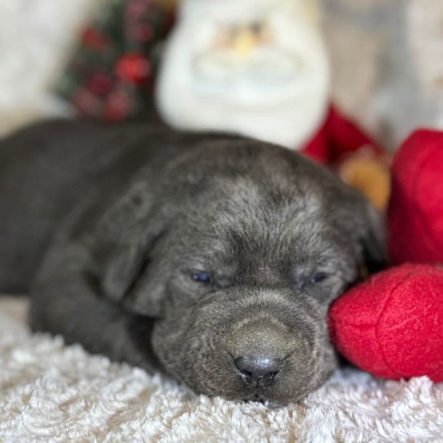 Luna - Labrador Retriever Female