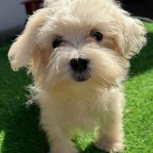 Gayle - Maltese Female