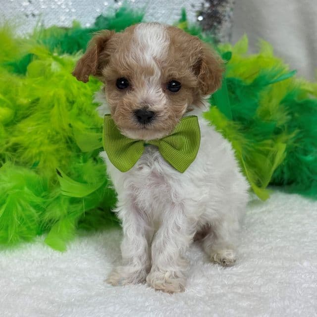 Cici Green Boy - Toy Poodle Male