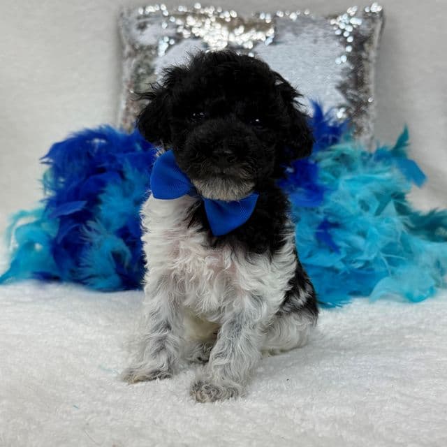 Cici Blue Boy - Toy Poodle Male