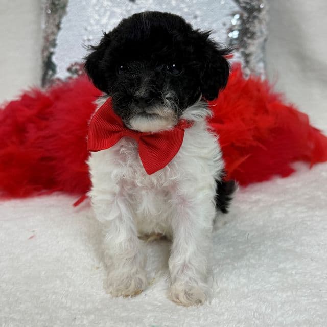Cici Red Boy - Toy Poodle Male