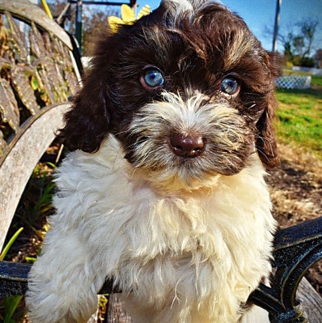 Precious - Havapoo Female