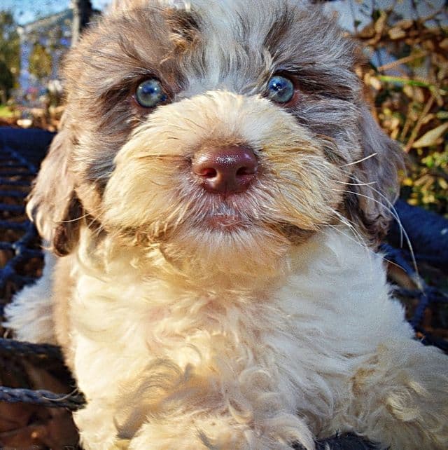 Pixie - Havapoo Female