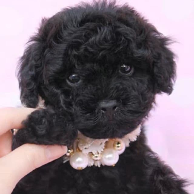 Sterling - Toy Poodle Female