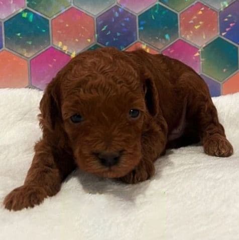 Foxy - Toy Poodle Female