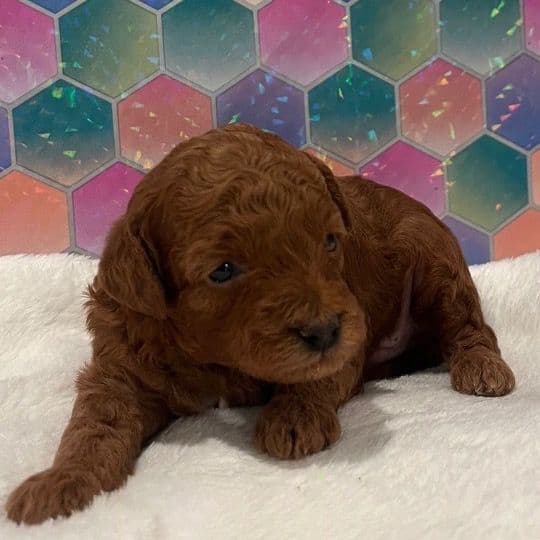 Chilli - Toy Poodle Male