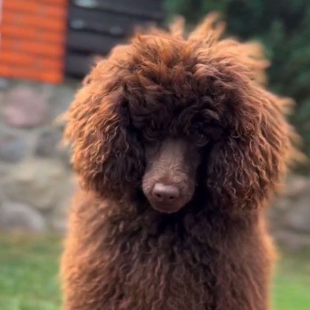 Coco - Toy Poodle Female