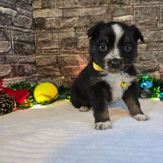 Eve - Australian Shepherd Female