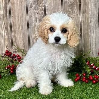 Chloe - Cavapoo Female