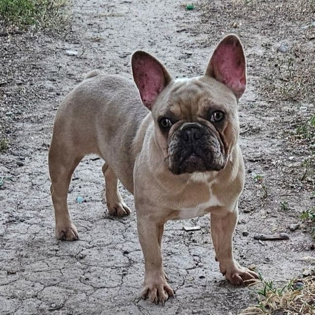 Wanda - French Bulldog Female