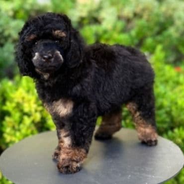 Carlos - Toy Poodle Male