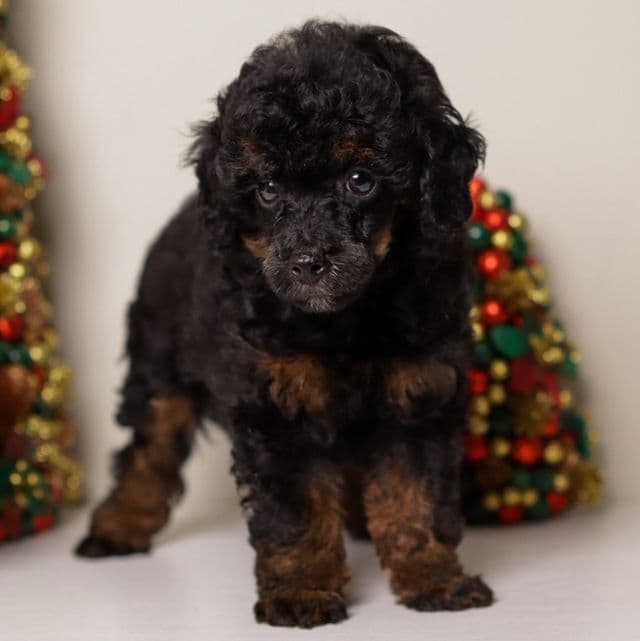 Mateo - Toy Poodle Male