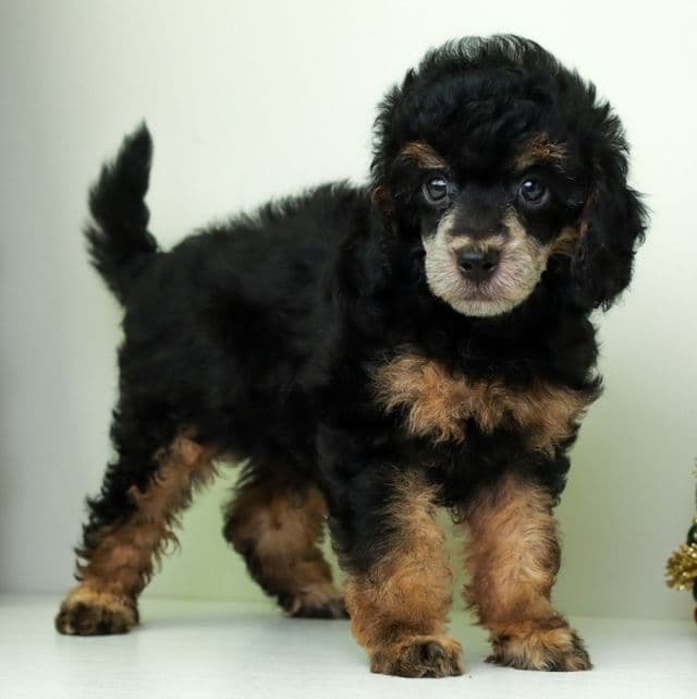 ROBIN AKC phantom toy - Toy Poodle Male