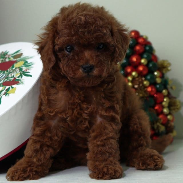 Luna Cherry Red teacup - Toy Poodle Female