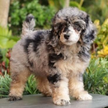 Luna Merle Toy-Mini - Toy Poodle Female