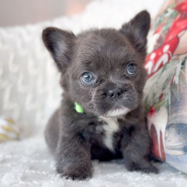 Cupid - French Bulldog Male