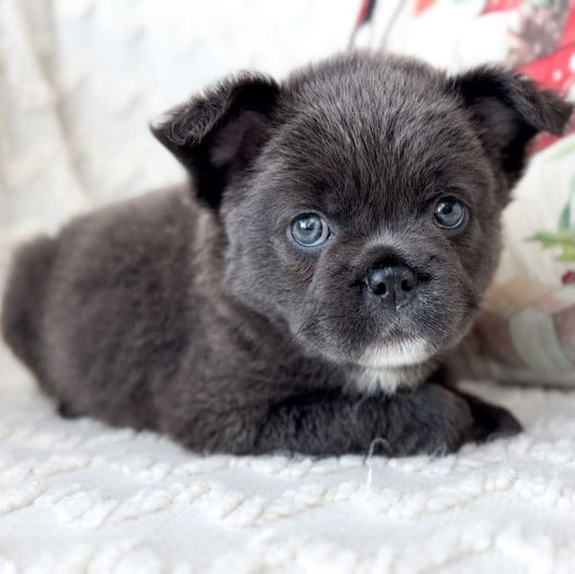 Dancer - French Bulldog Female