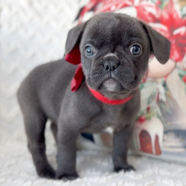 Vixen - French Bulldog Female