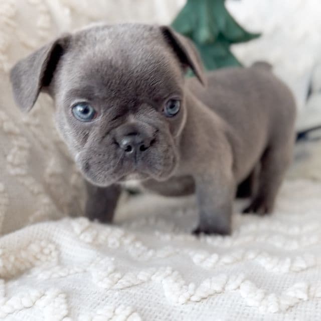 Dasher - French Bulldog Male