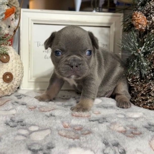 Pink Collar - French Bulldog Female