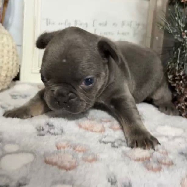 Blue collar - French Bulldog Male