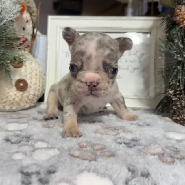 Purple Collar - French Bulldog Female