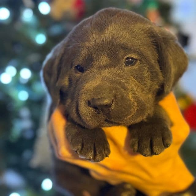 Luna - Labrador Retriever Female