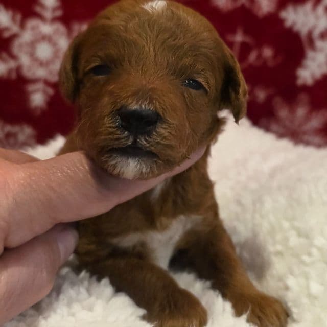 Dasher-mini - Goldendoodle Male