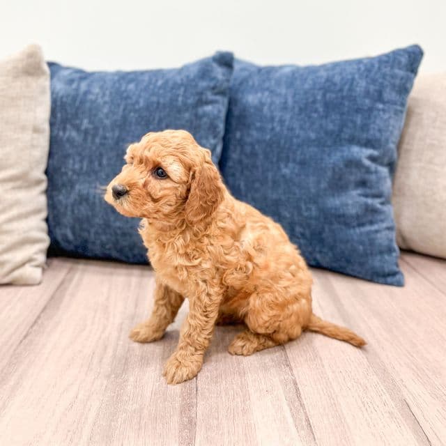 Holly - Goldendoodle Female