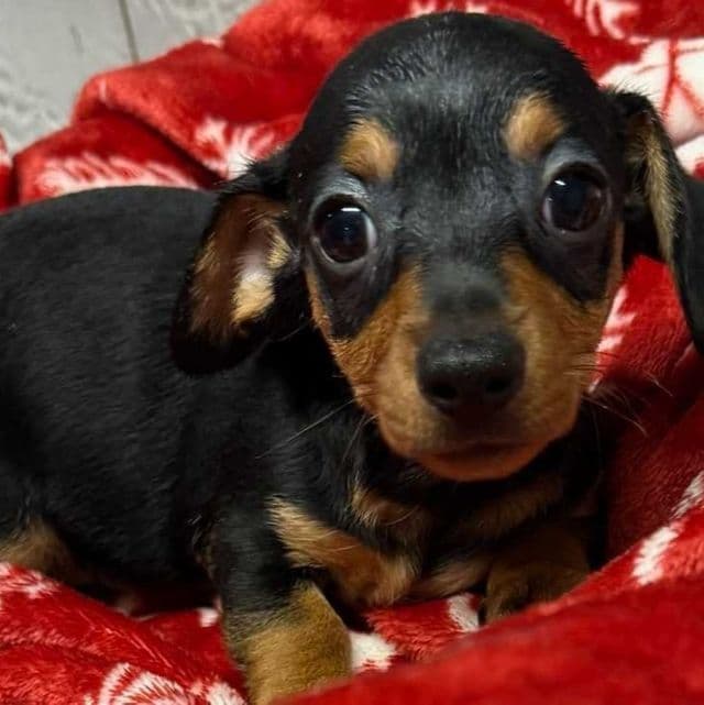 Gilda - Dachshund Female