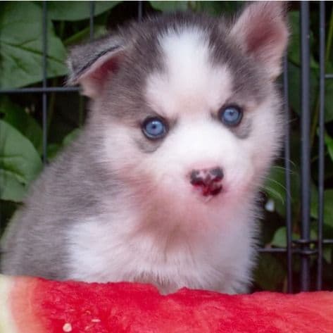 Squirt - Pomsky Male