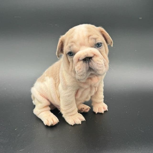 Tank - French Bulldog Male