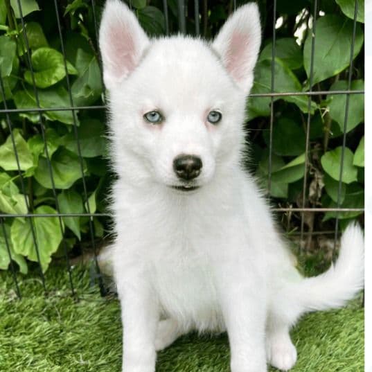 Dory - Pomsky Female
