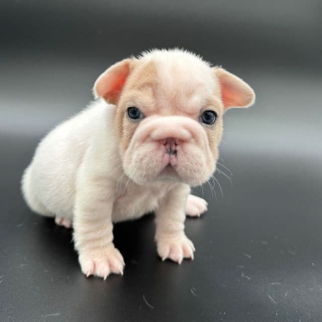 Blossom - French Bulldog Female