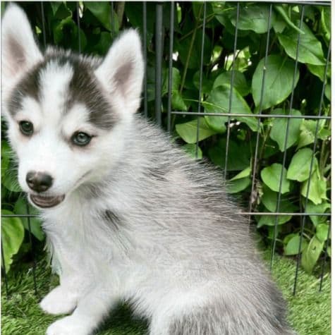 Nemo - Pomsky Male