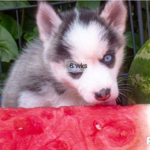 Peach - Pomsky Female