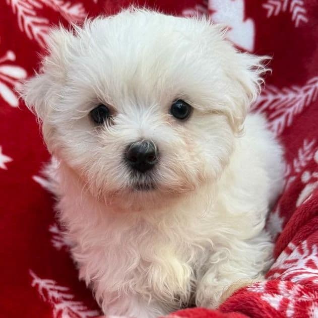Margo - Maltese Female