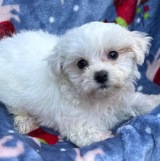 Frosty - Maltese Male