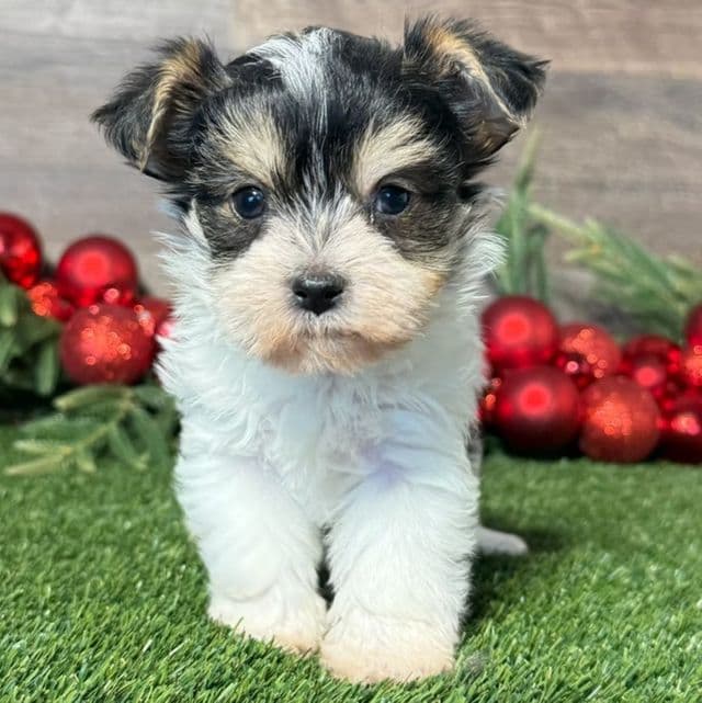 Georgia - Morkie Female