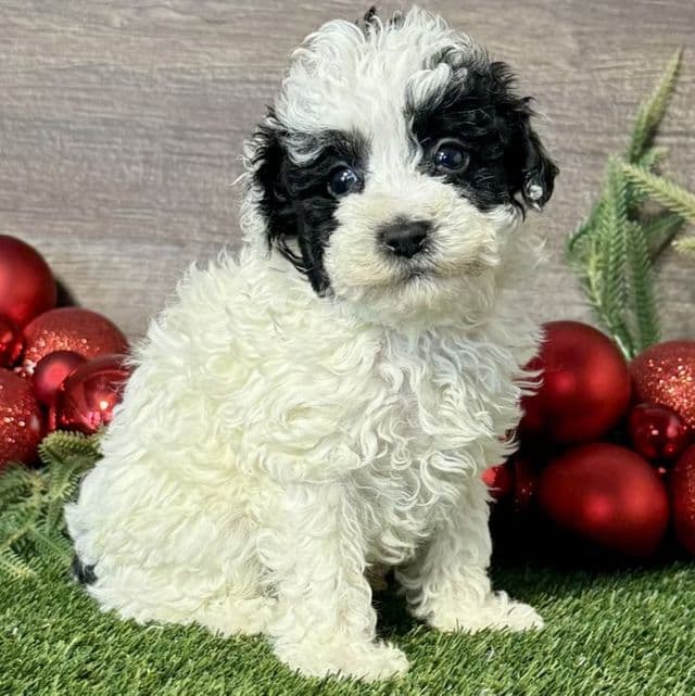 Pierce - Toy Poodle Male