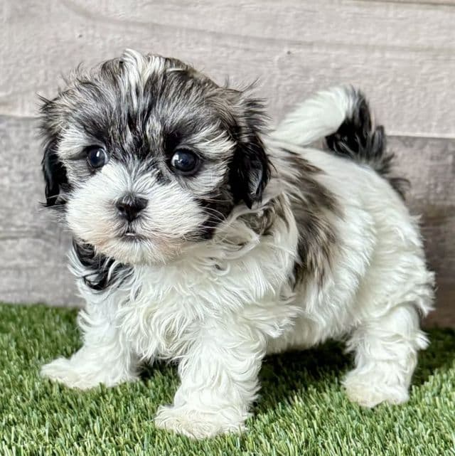 Savannah - Shih Tzu Female